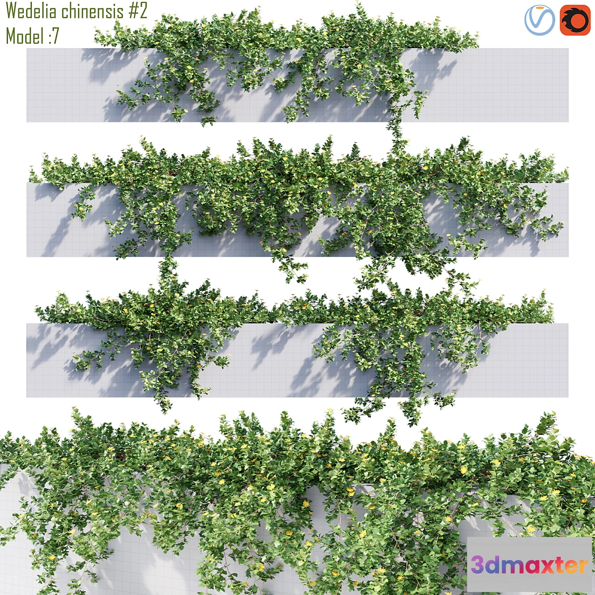 1338595 - Wedelia chinensis # 2 3D Max