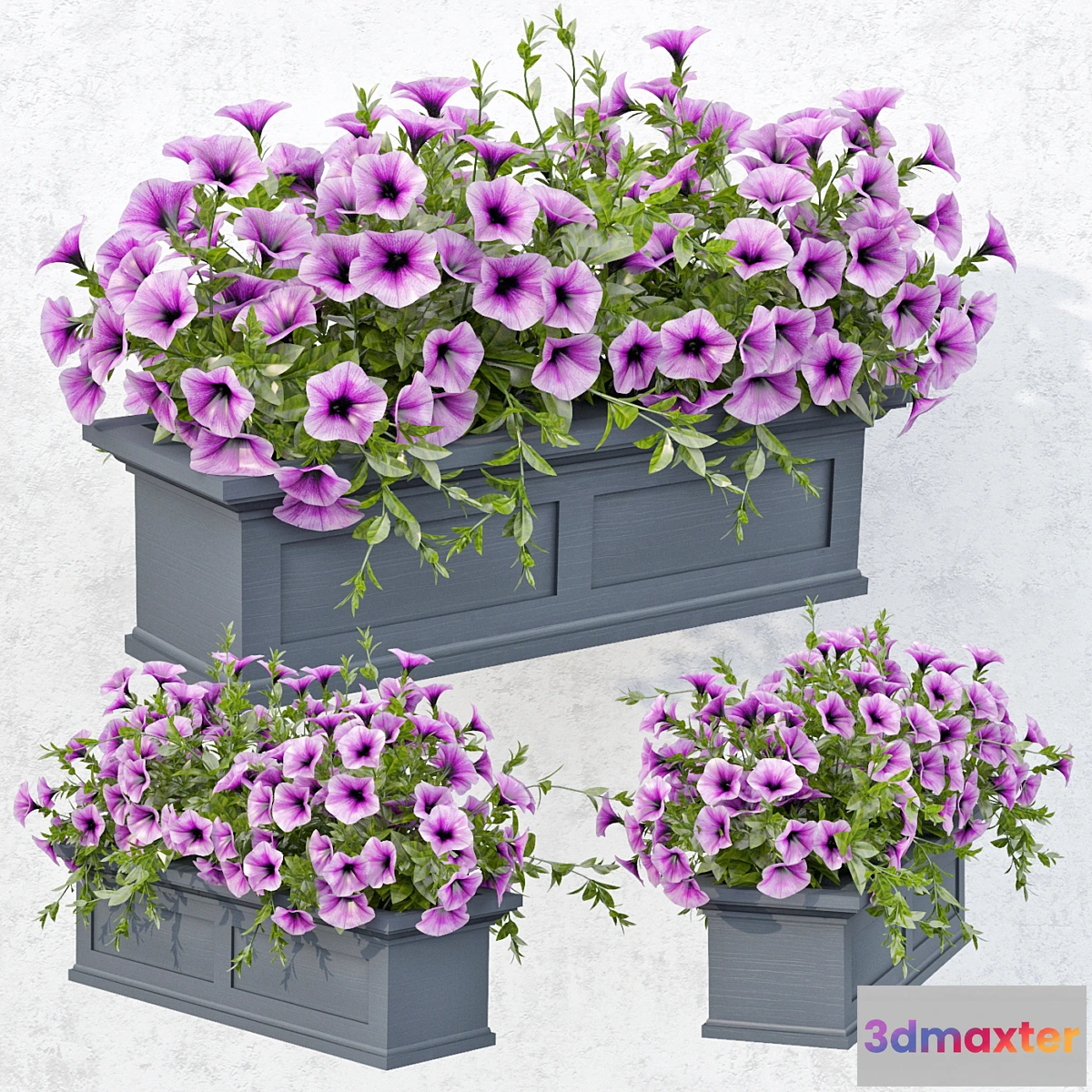 1341013 - Lilac Petunia 3D Max