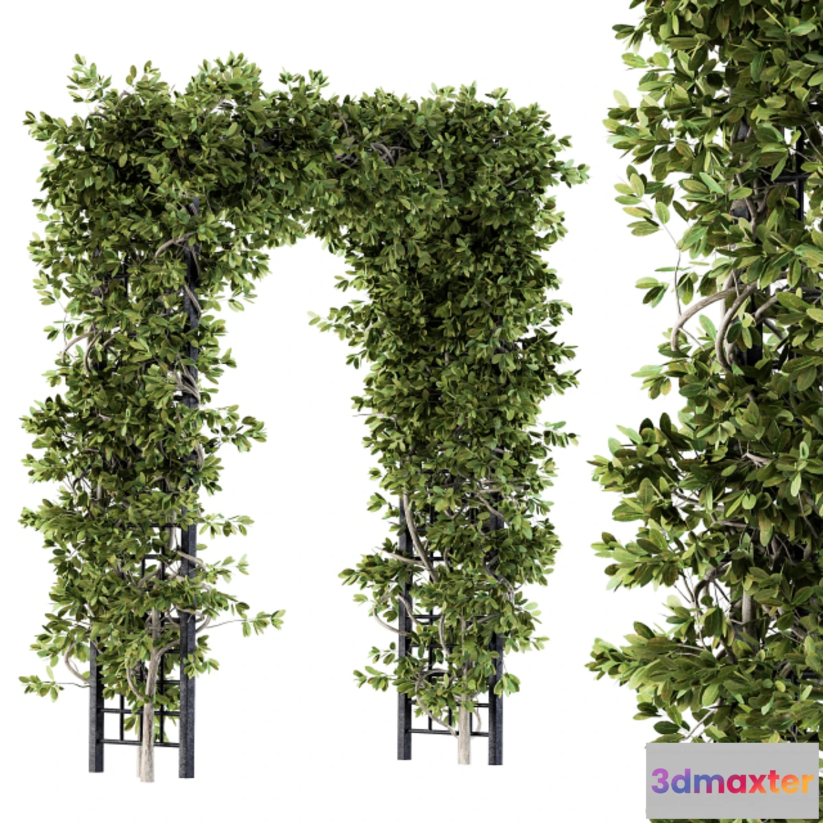 1341635 - Outdoor Plant Set 121 - Pergola Ivy 3D Max