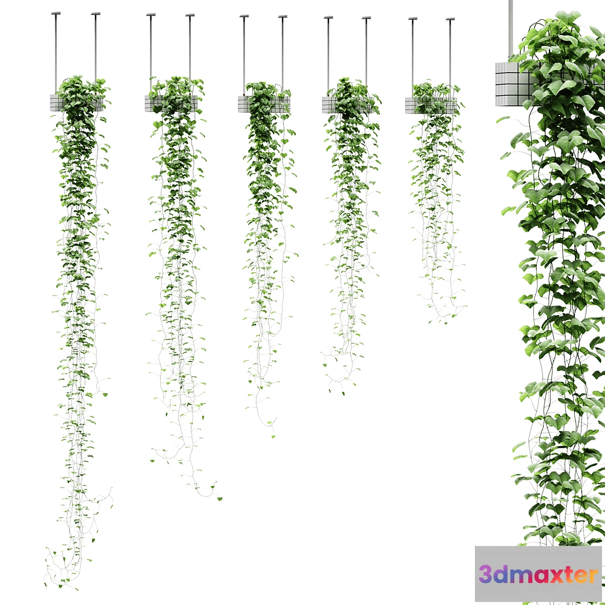 1341875 - Viun in hanging pots. 5 models 3D Max