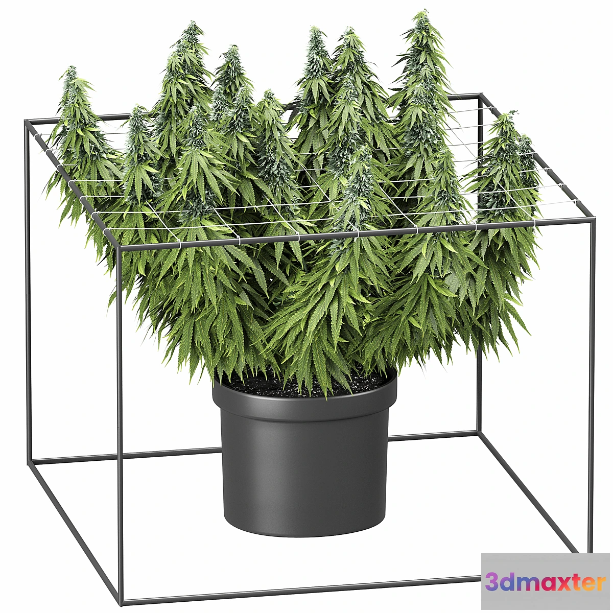 1342822 - FLOWER PACK 251С Cannabis 3D Max