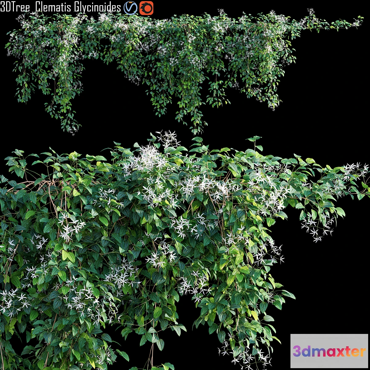 1345926 - Creeper - Clematis Glycinoides 01 3D Max