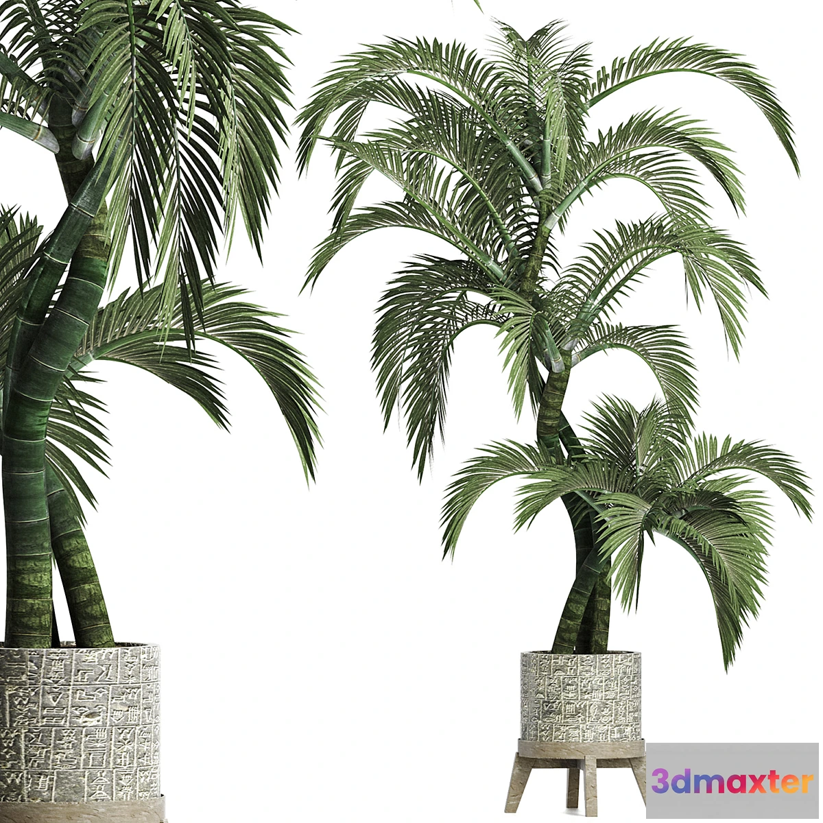 1346055 - Plants Collection 162 Egyptian Palm 3D Max