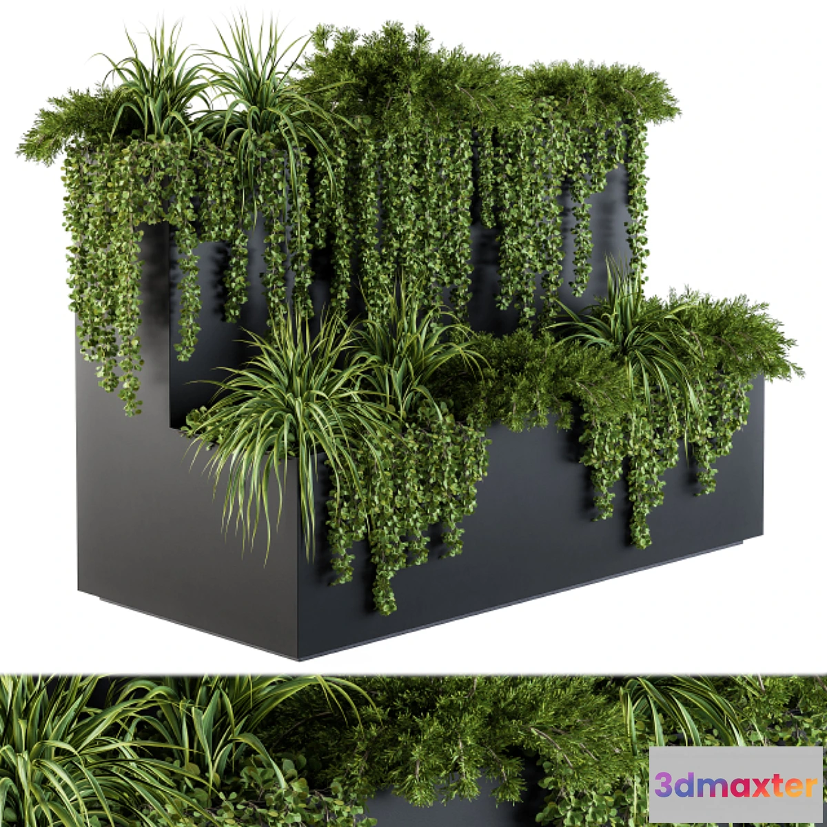 1346098 - ivy plants in box - Set 61 3D Max