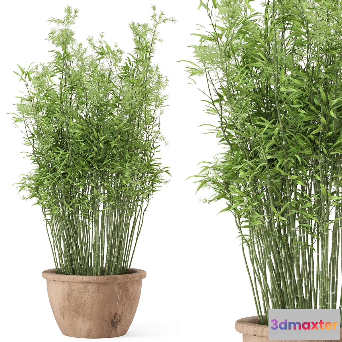 1347904 - Outdoor Plants Bamboo in rusty Cly Pots - Set 10 3D Max