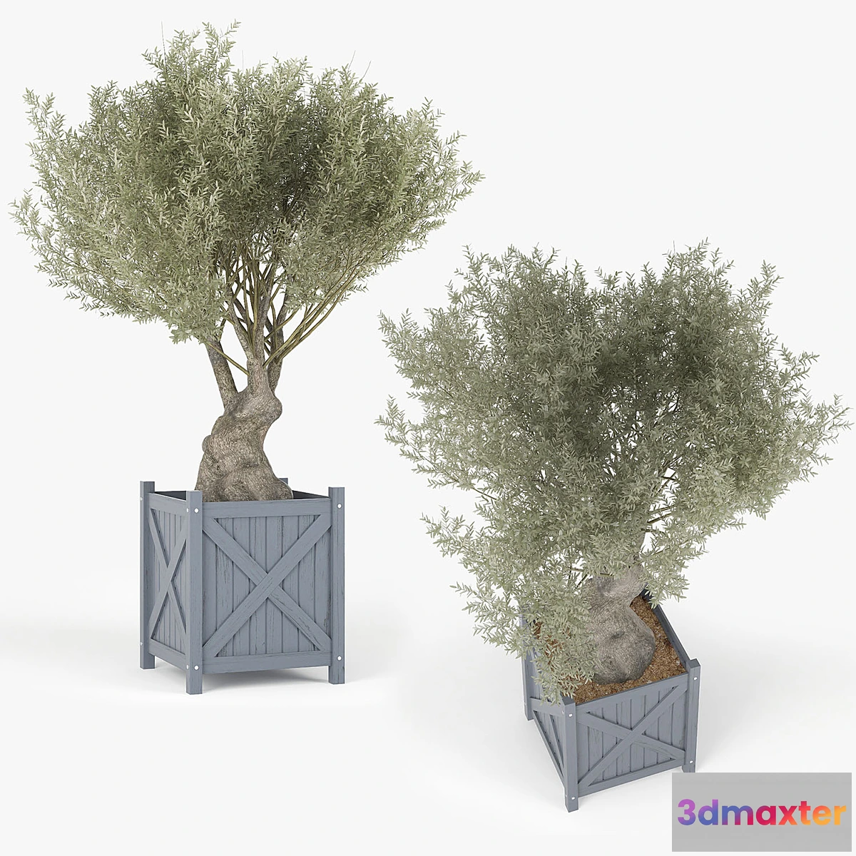 1350199 - Olea europaea - No.2 3D Max