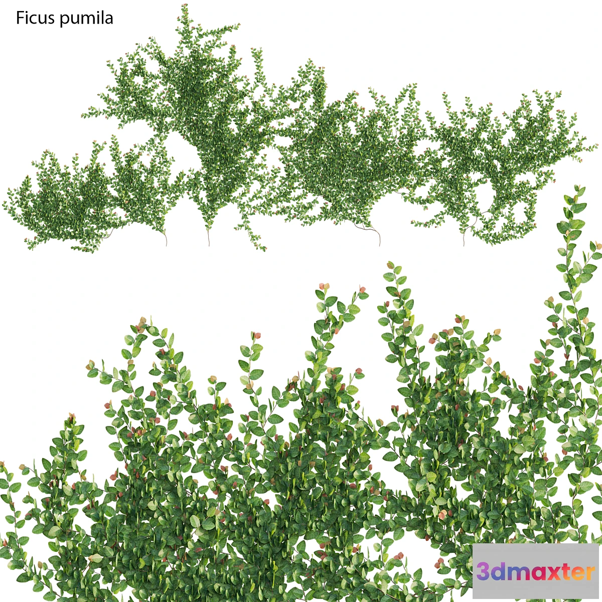 1354286 - Ficus pumila - Creeping Fig - Climbing fig - No.2 3D Max