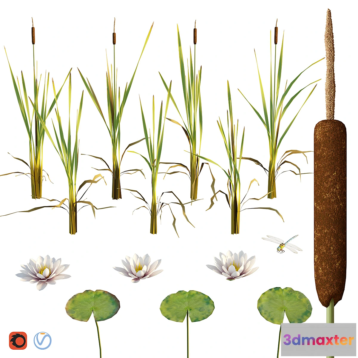 1356879 - Cattail water lily dragonfly 3D Max