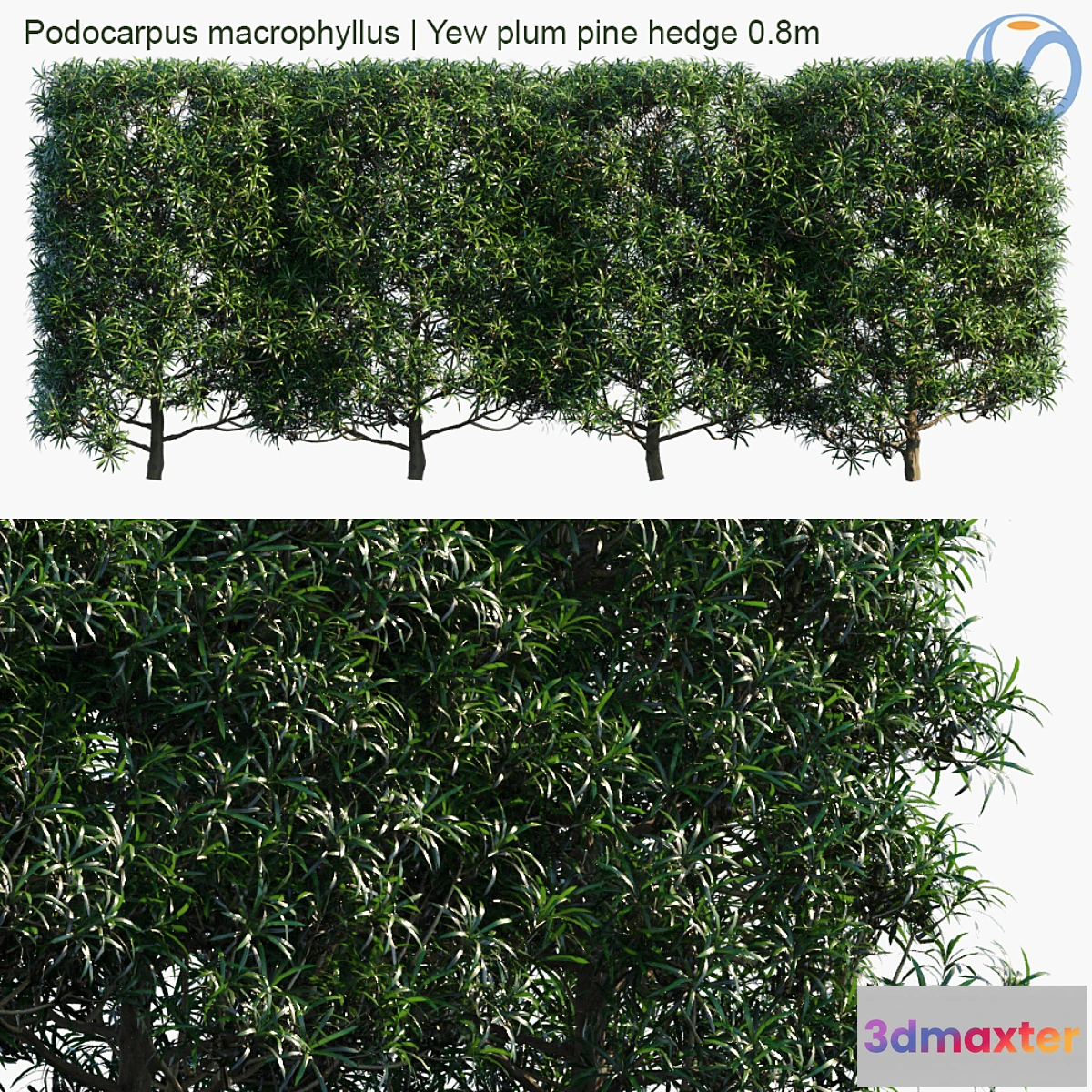 1357717 - Podocarpus macrophyllus  Yew plum pine hedge 0.8m 3D Max