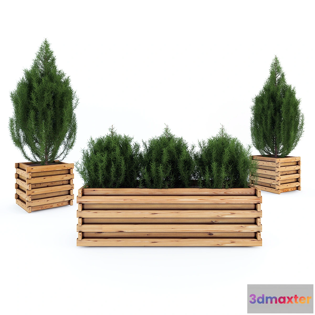 1391806 - Juniper in tubs 3D Max