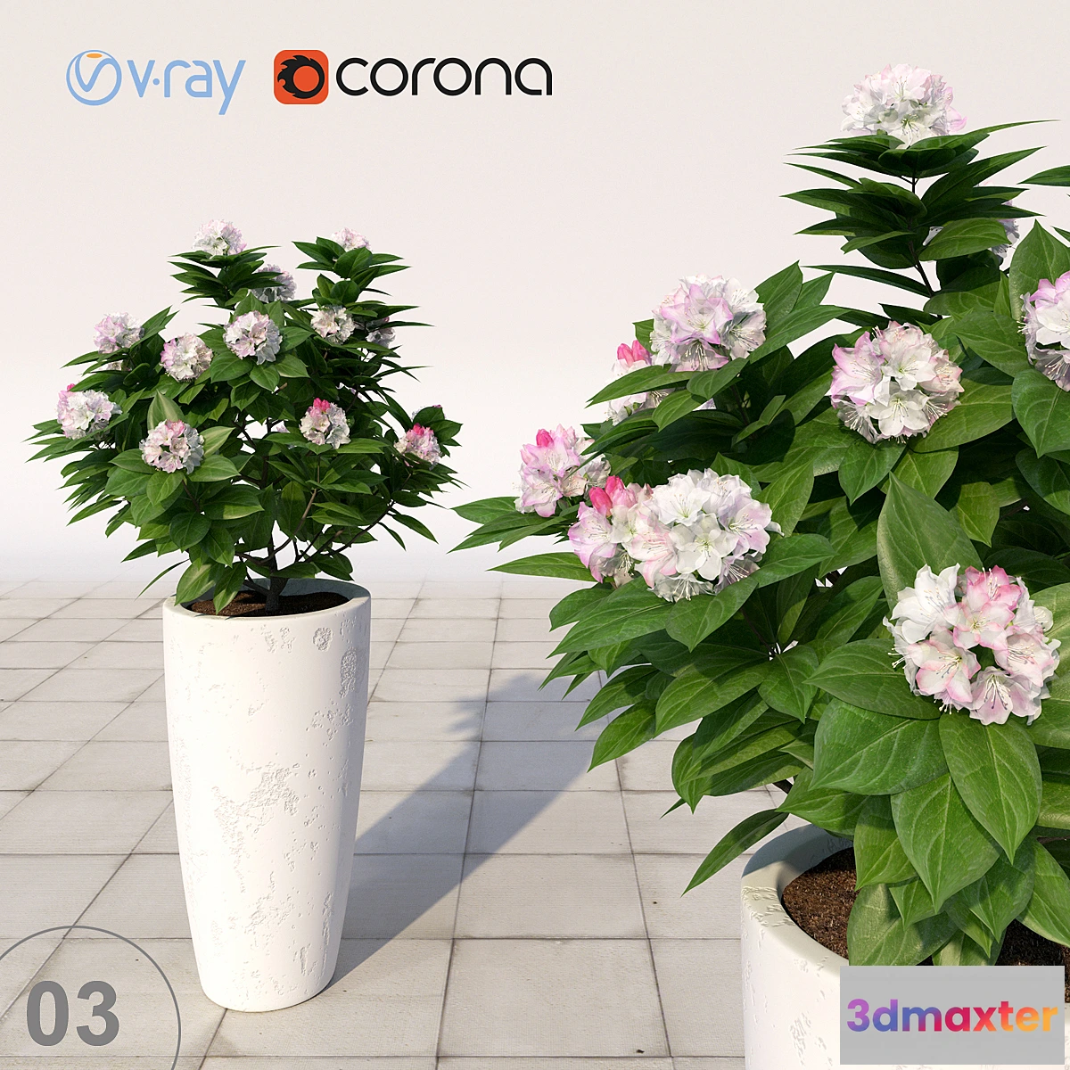 1391988 - 03 Rhododendron blossoming _ Rhododendron 3D Max