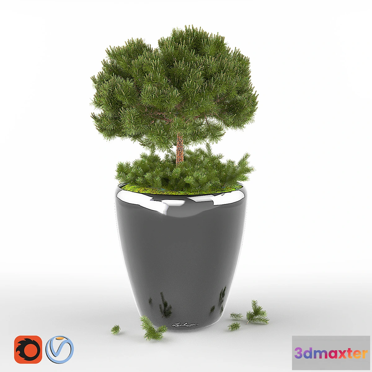 1392870 - Pine Pumilio 3D Max