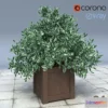 1393578 - 01 Euonymus bush in the tub _ Euonymus Silver Queen 3D Max