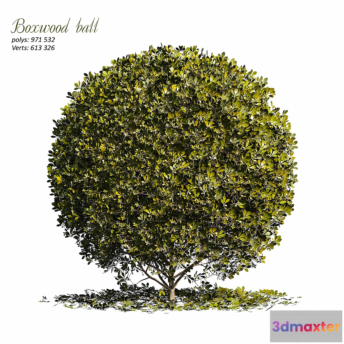 1395140 - Boxwood ball 3D Max