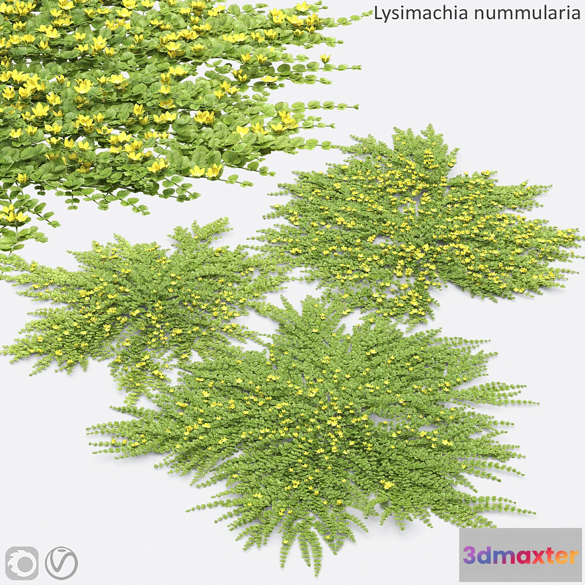 1395354 - Lysimachia nummularia 3D Max