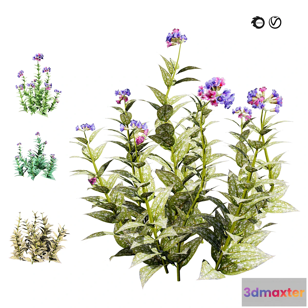 1396226 - 4 Season Lungwort flowers 3D Max