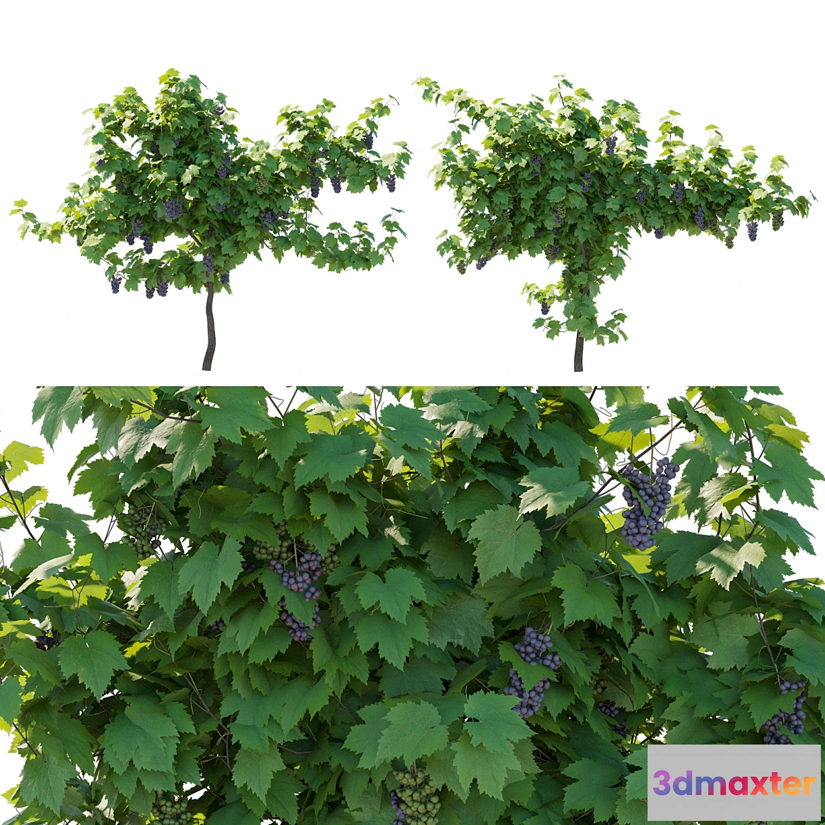 1398178 - Vines grapes fruits 3D Max