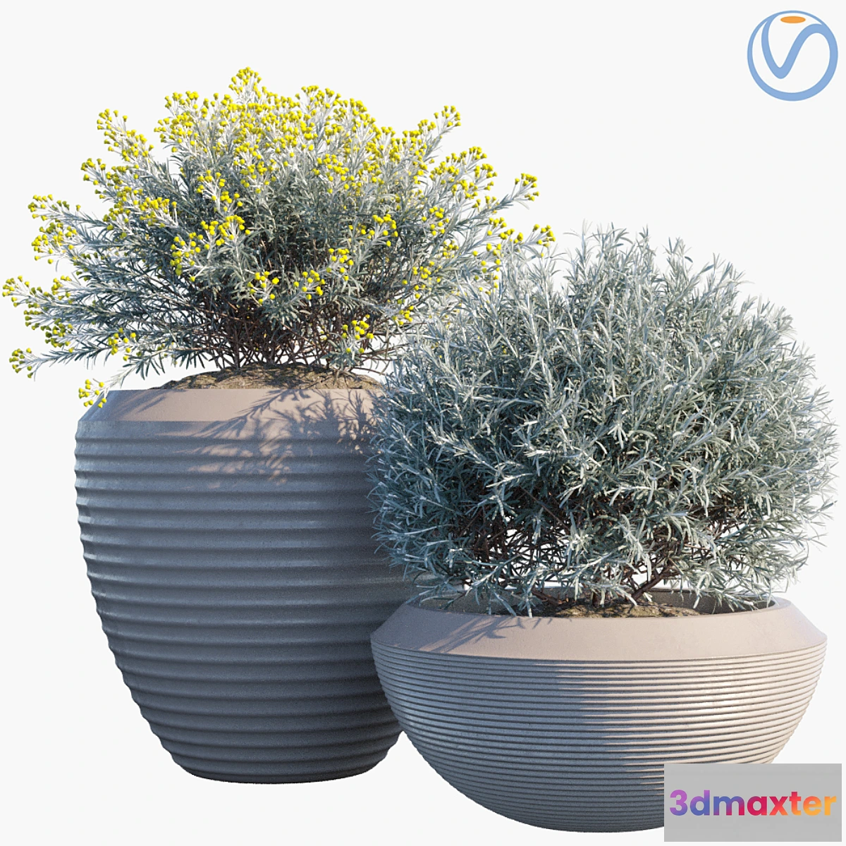 1401442 - Plant in pots # 35 Curry 3D Max