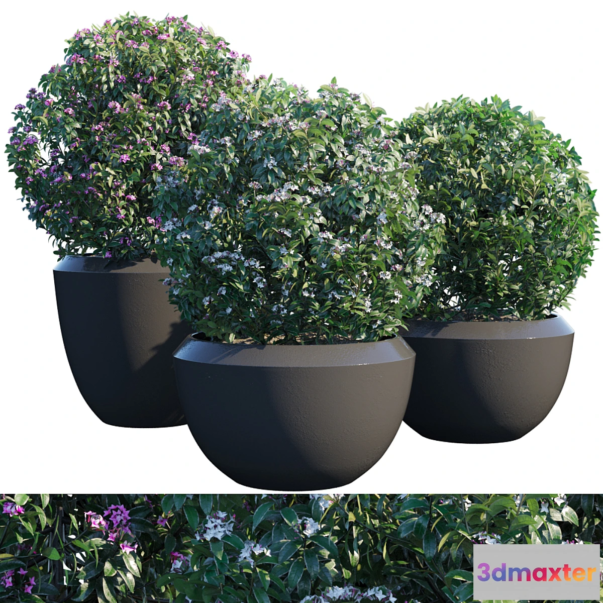 1402206 - Plant in pots # 2 3D Max