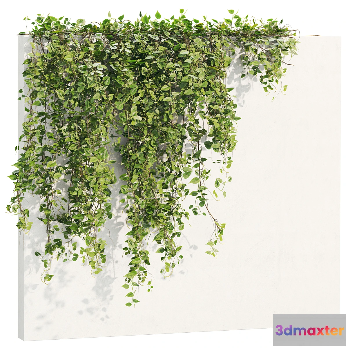 1403610 - Ivy_Plants_18 3D Max