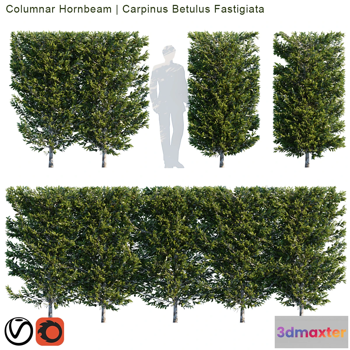 1403882 - Columnar Hornbeam  Carpinus betulus fastigiata hedge 3D Max