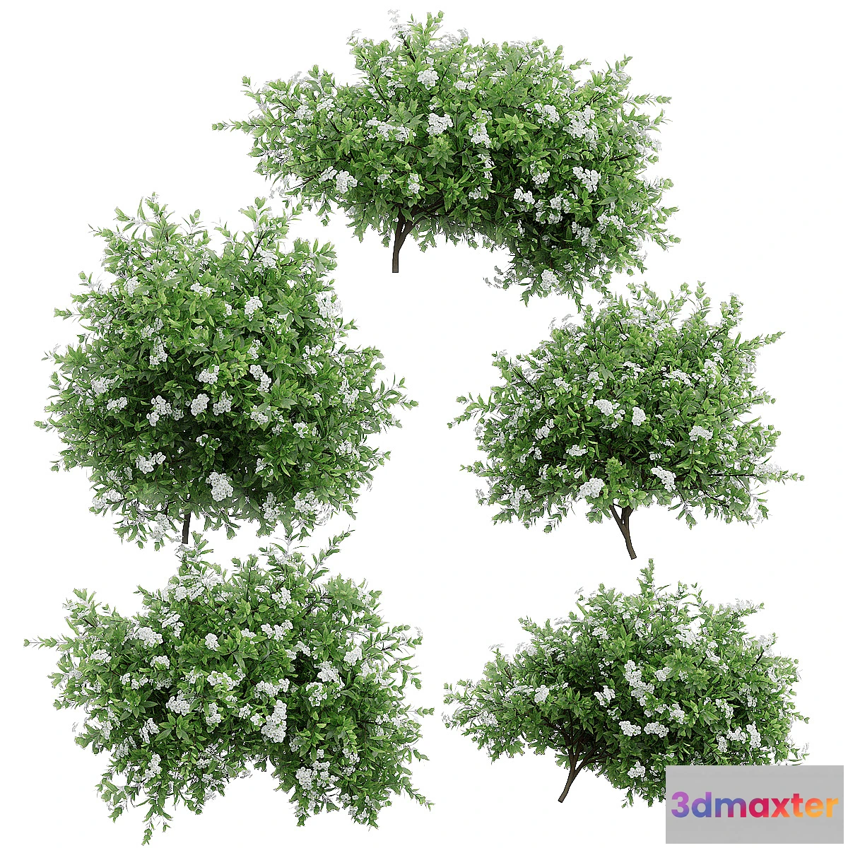 1404626 - Spirea plant bushes. 5 models 3D Max
