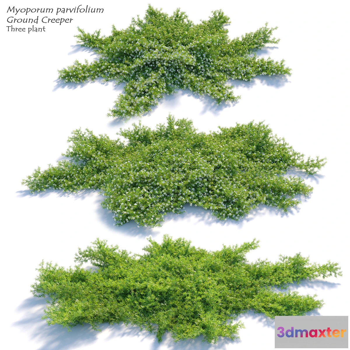 1405442 - Myoporum parvifolium 3D Max