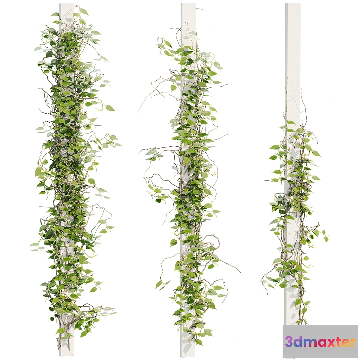 1411220 - Ivy Plants 16 3D Max