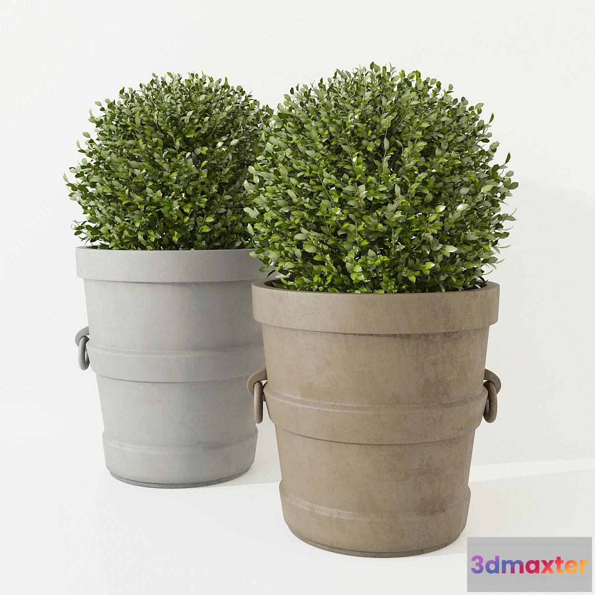 1411256 - Potted Boxwood Restoration Hardware 3D Max