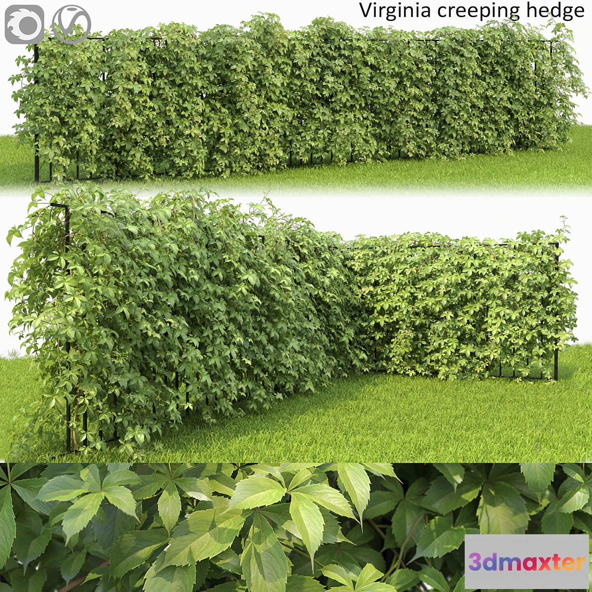 1411826 - VIRGINIA creeper 3D Max