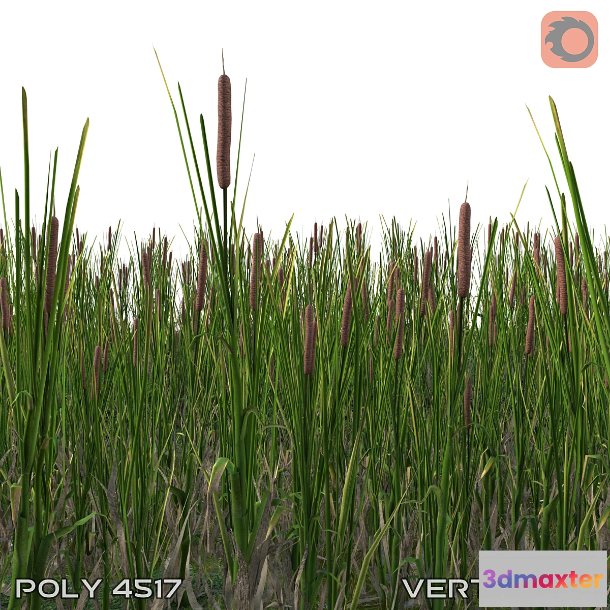 1412404 - cattail 3D Max