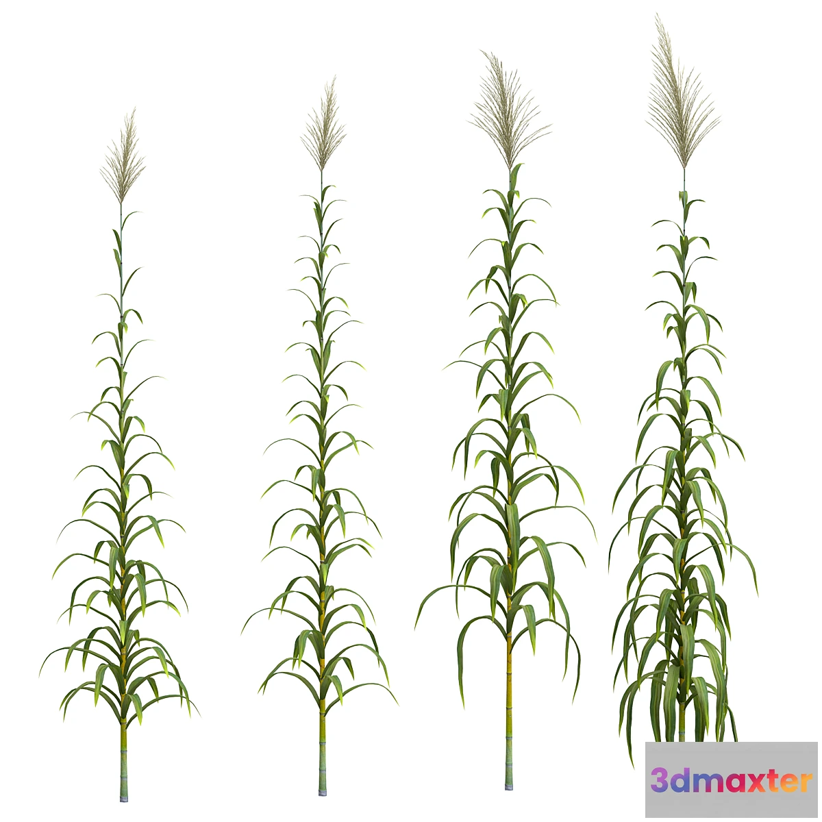 1413038 - Collection of plants. Cane. 4 models 3D Max