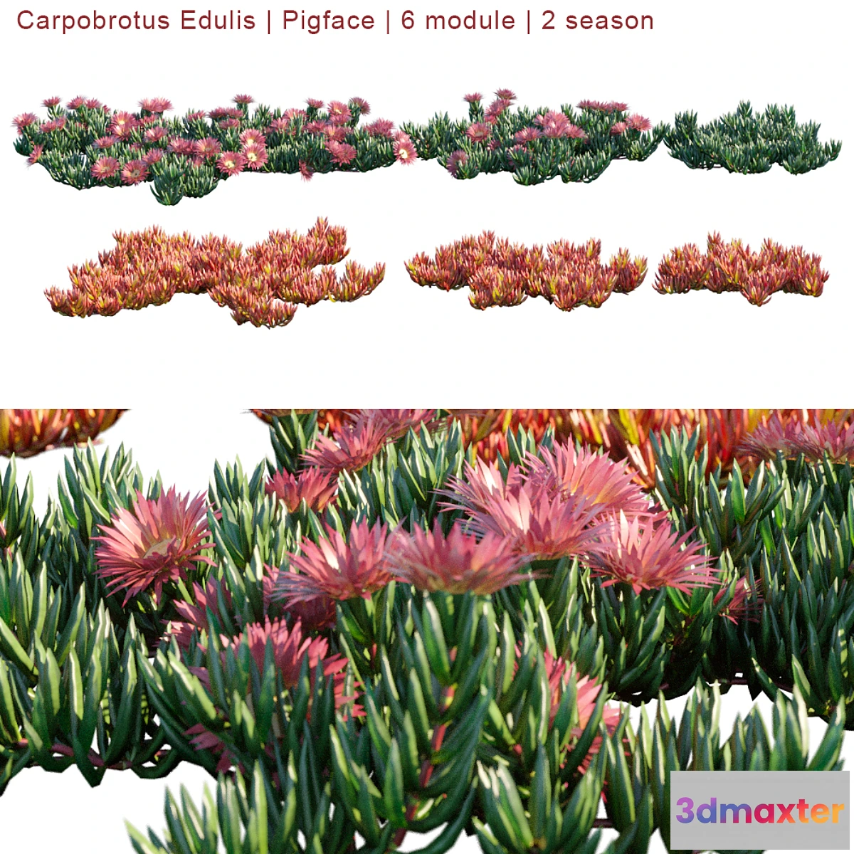 1413414 - Carpobrotus Edulis  Pigface  6 module  2 season 3D Max