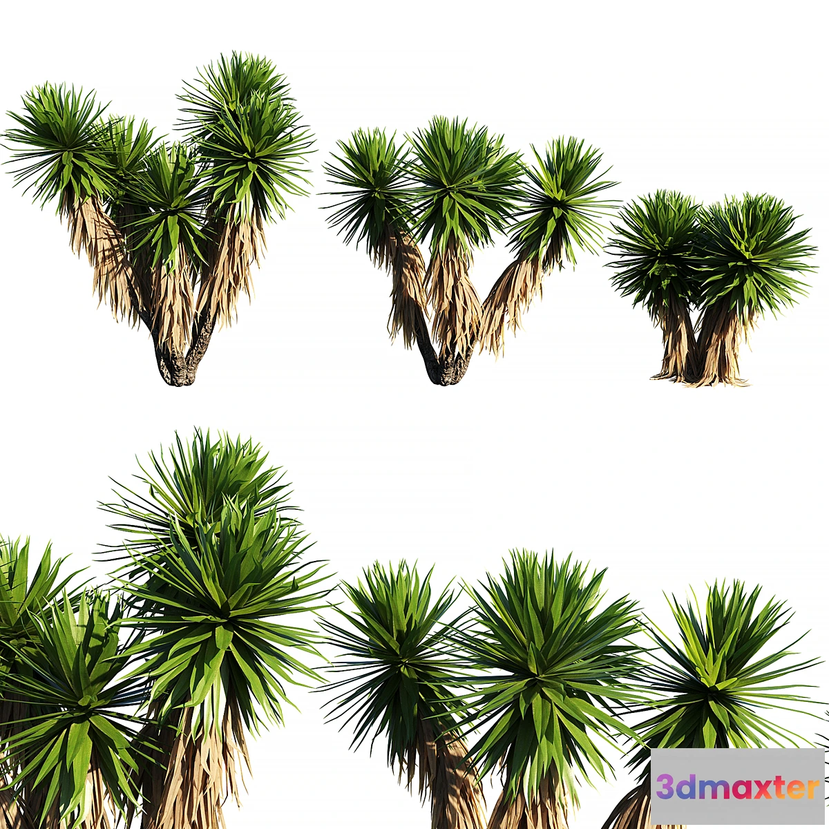 1415422 - Yucca Plants 2 (3 MODEL) 3D Max