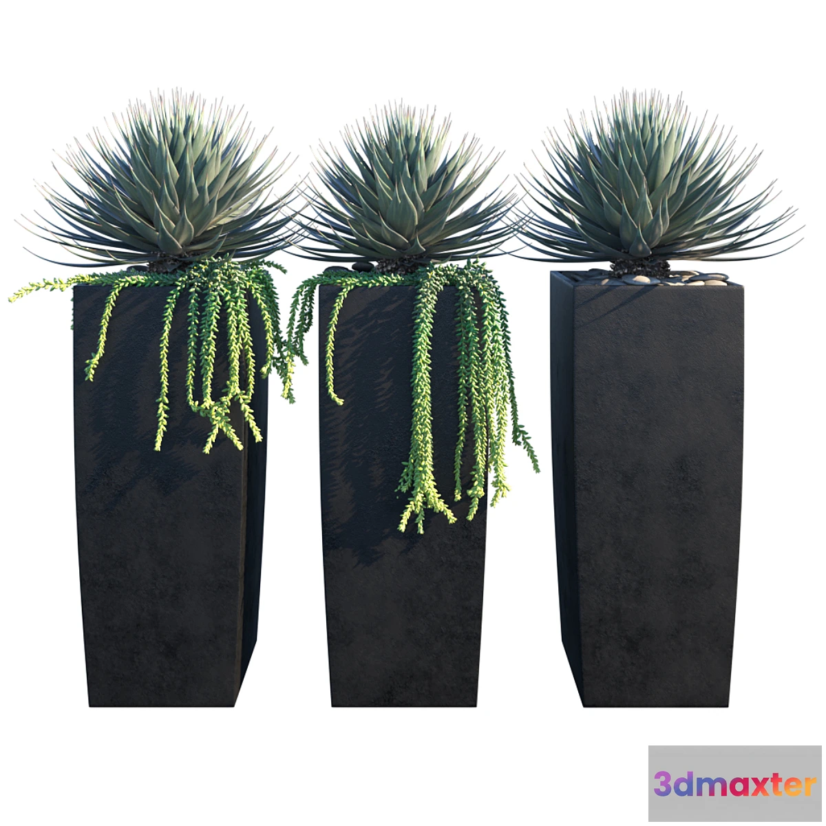 1417650 - Agaves on pots 3D Max