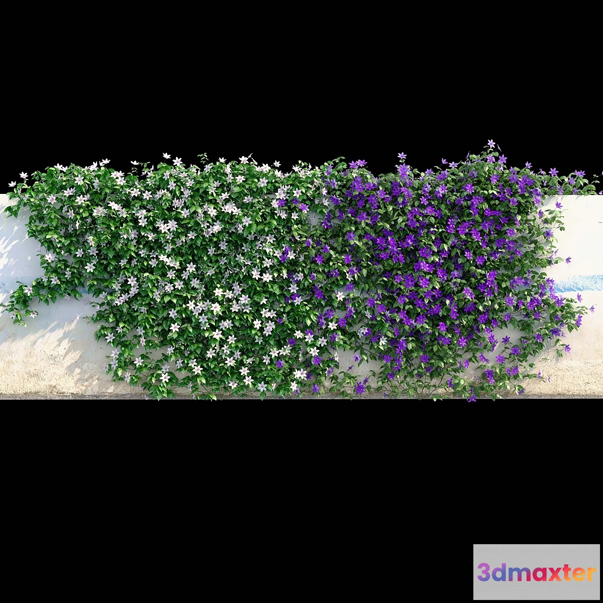 1418588 - Clematis on the wall 3D Max