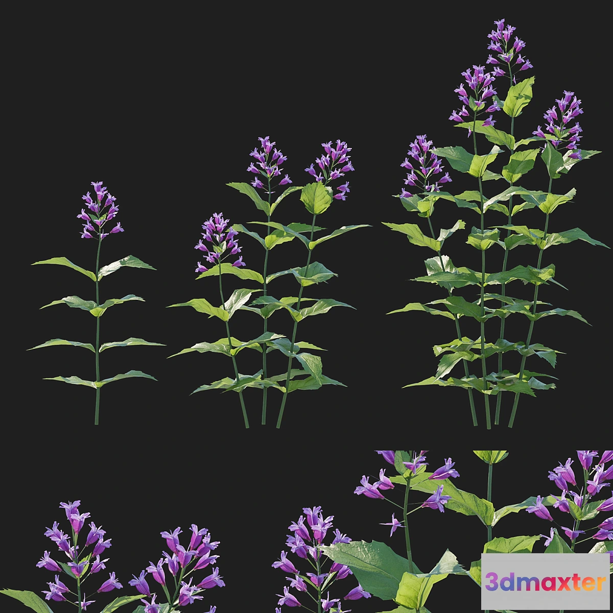 1423376 - Prairie Penstemon pink 3D Max