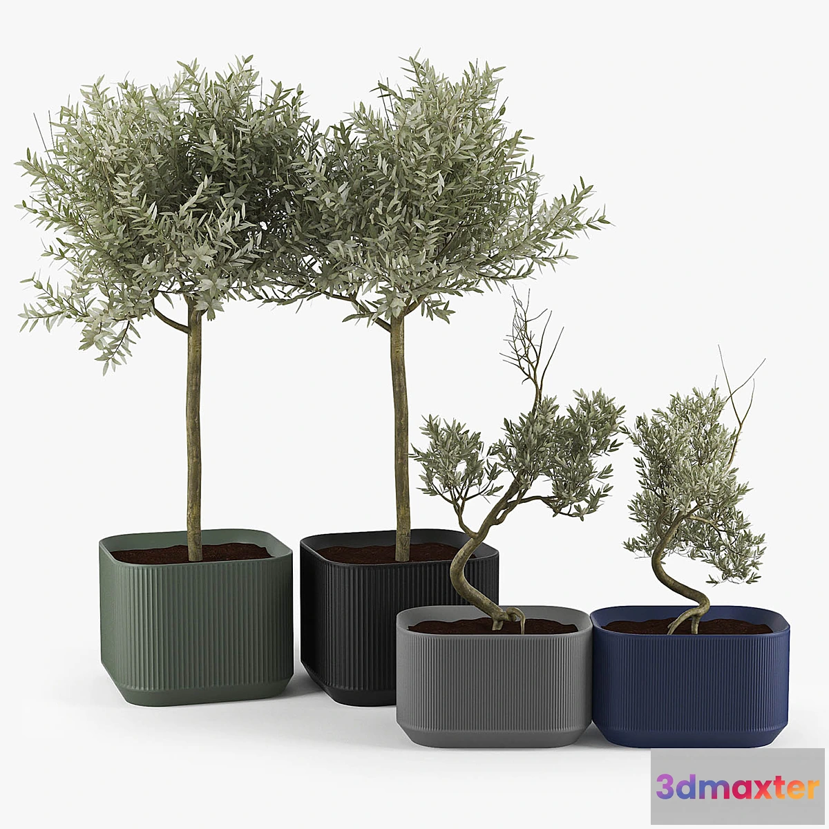 1424336 - Urbilis Olive Tree 3D Max