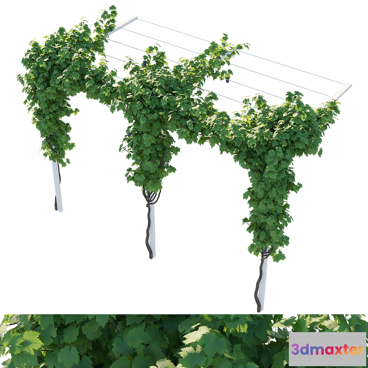 1426332 - Vines grapes 3D Max