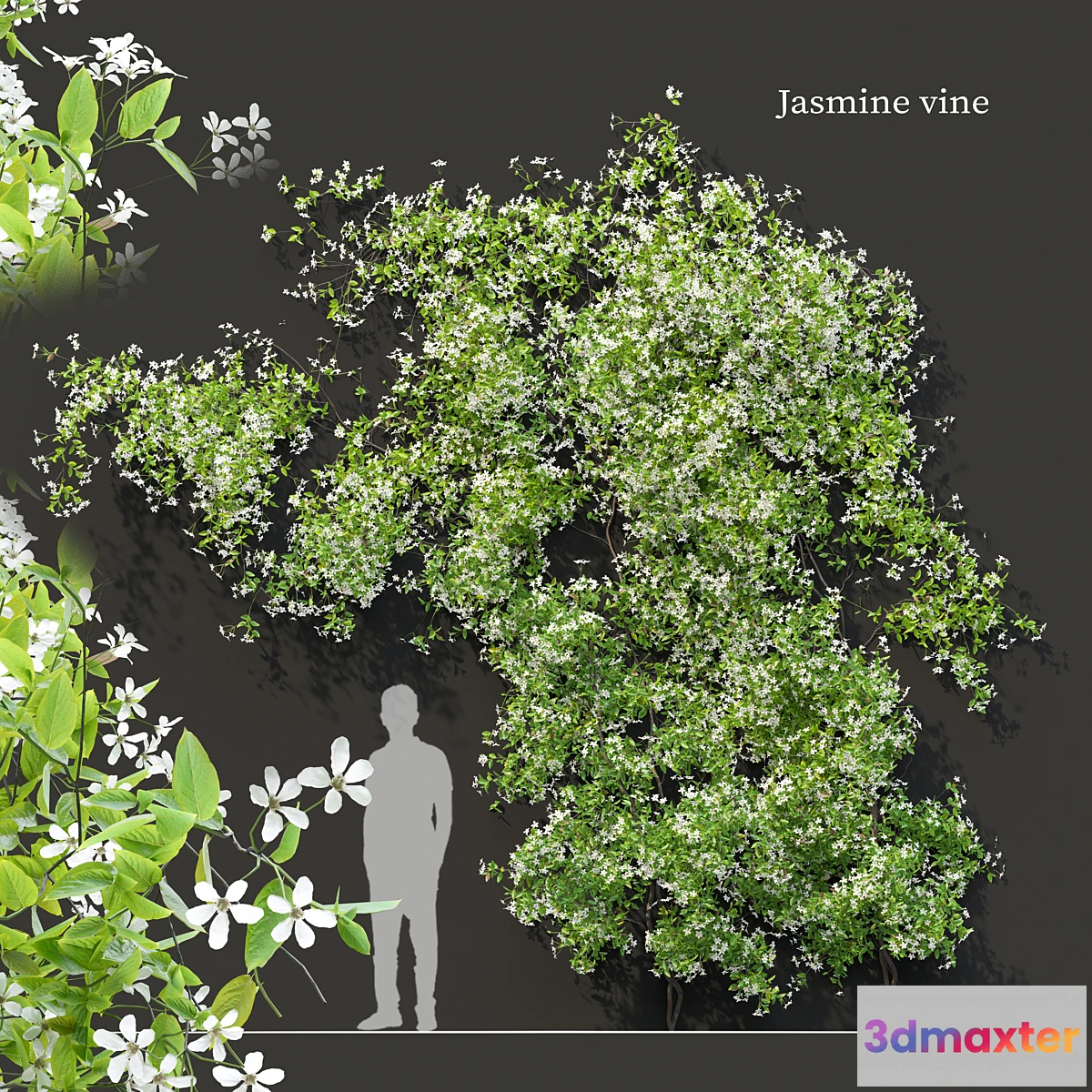 1427252 - Jasmine vine 3D Max
