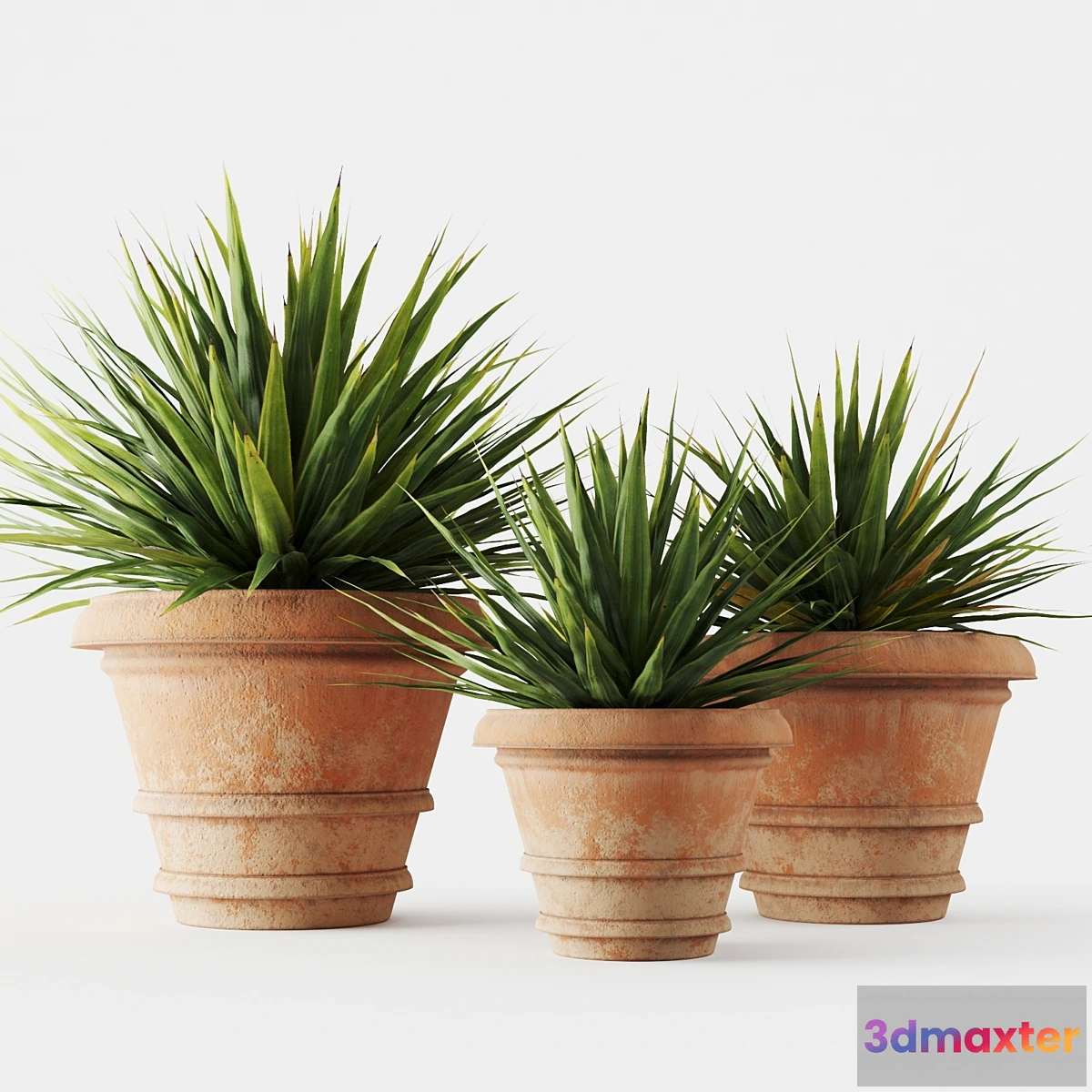 1428782 - Yucca in terracotta pots 3D Max