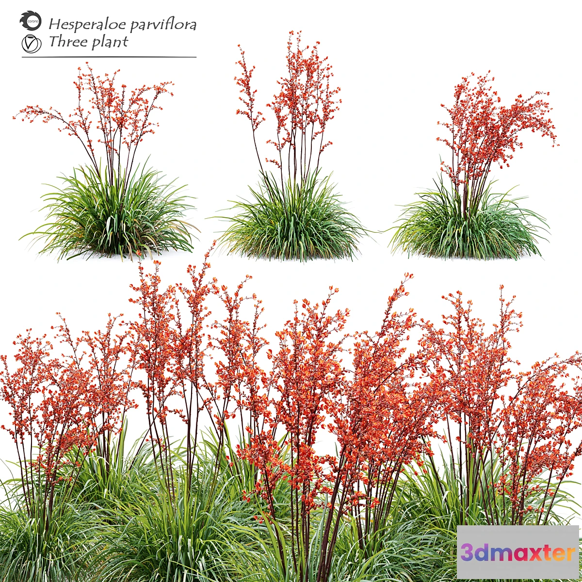 1430452 - Hesperaloe parviflora 3D Max