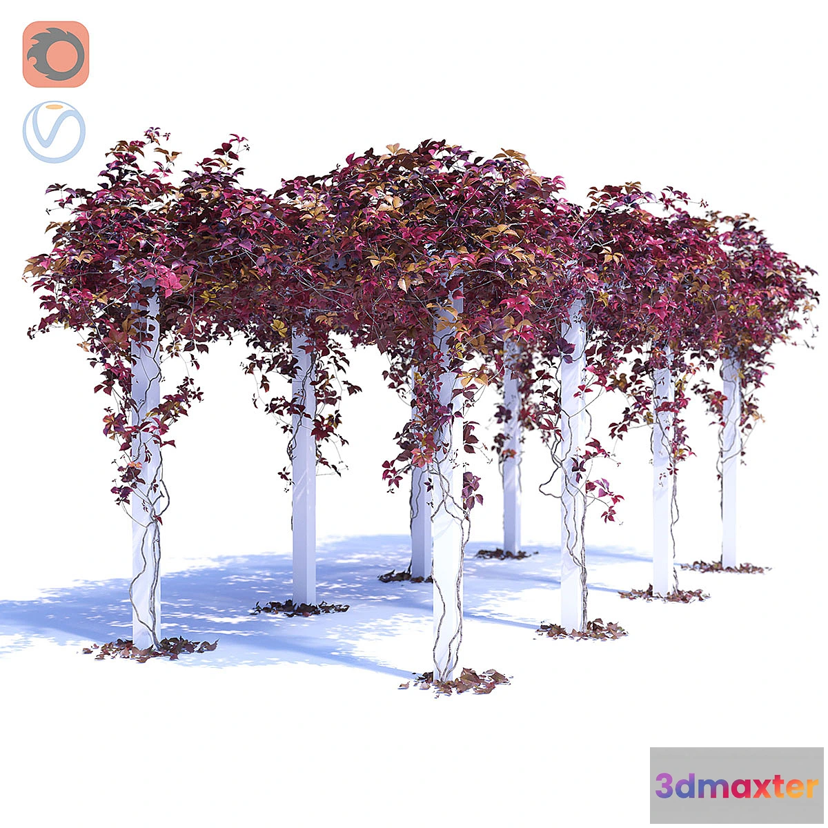 1430586 - Devinee Grape 3 3D Max