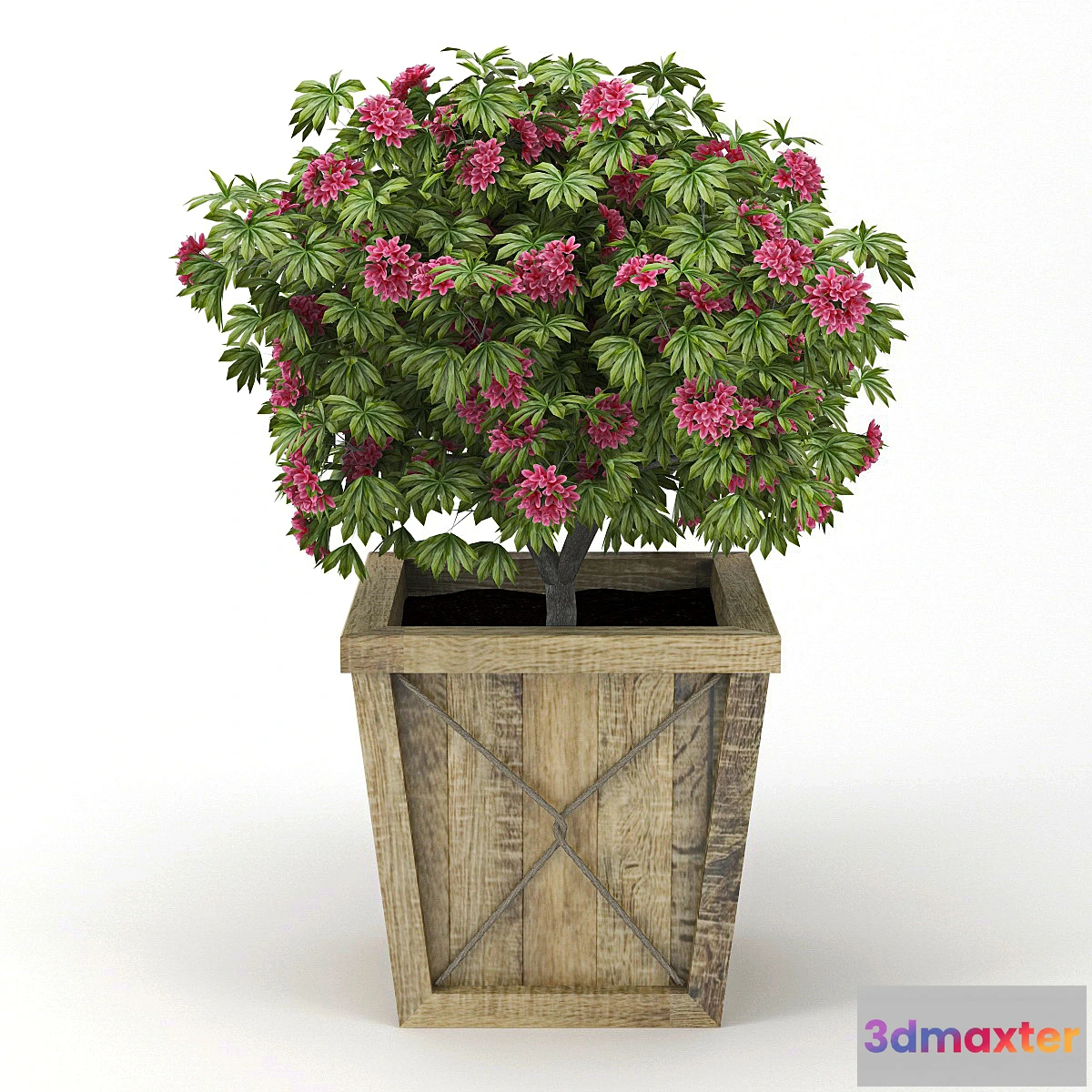 1430612 - Rhododendron 3D Max