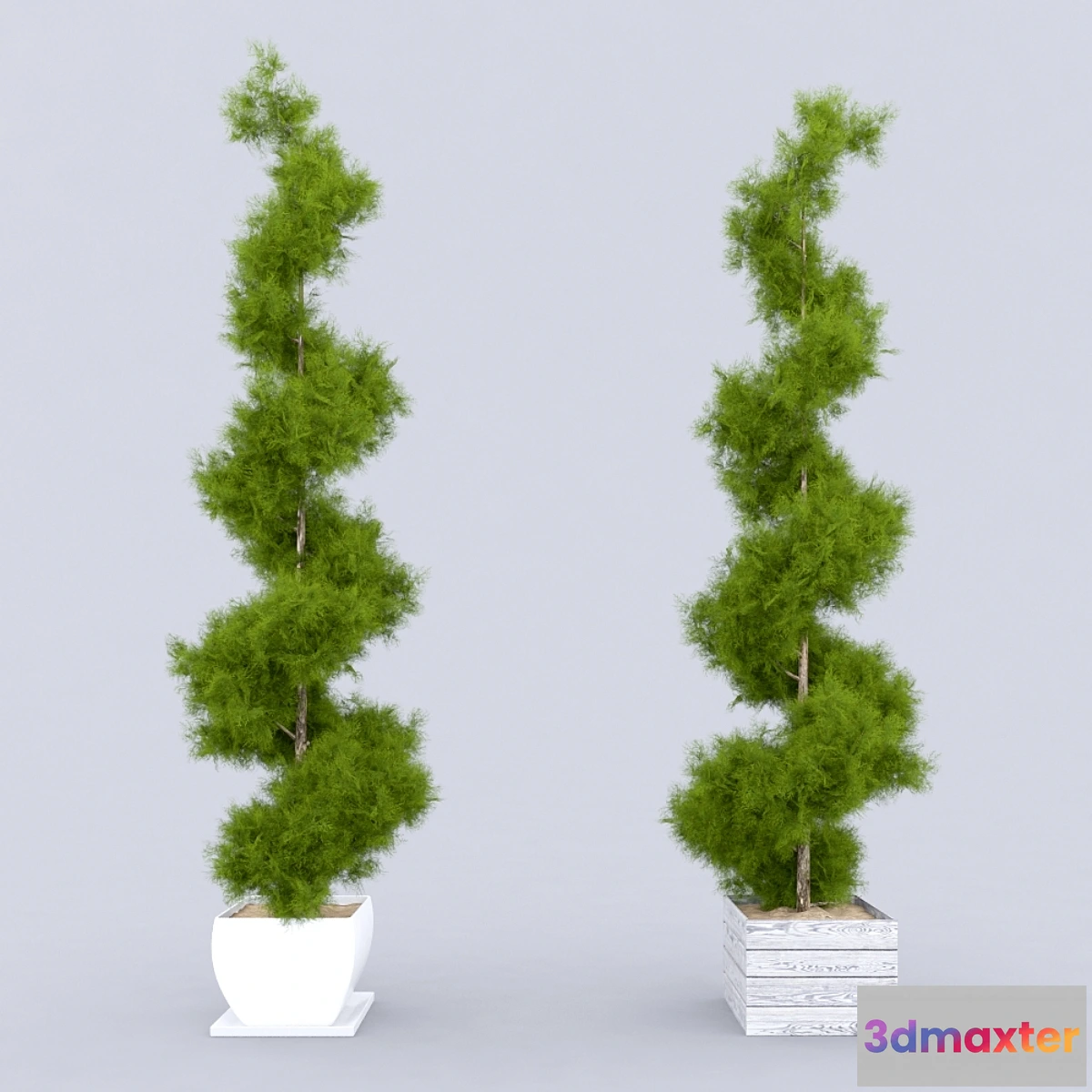 1431824 - Thuja_plicata_001 3D Max