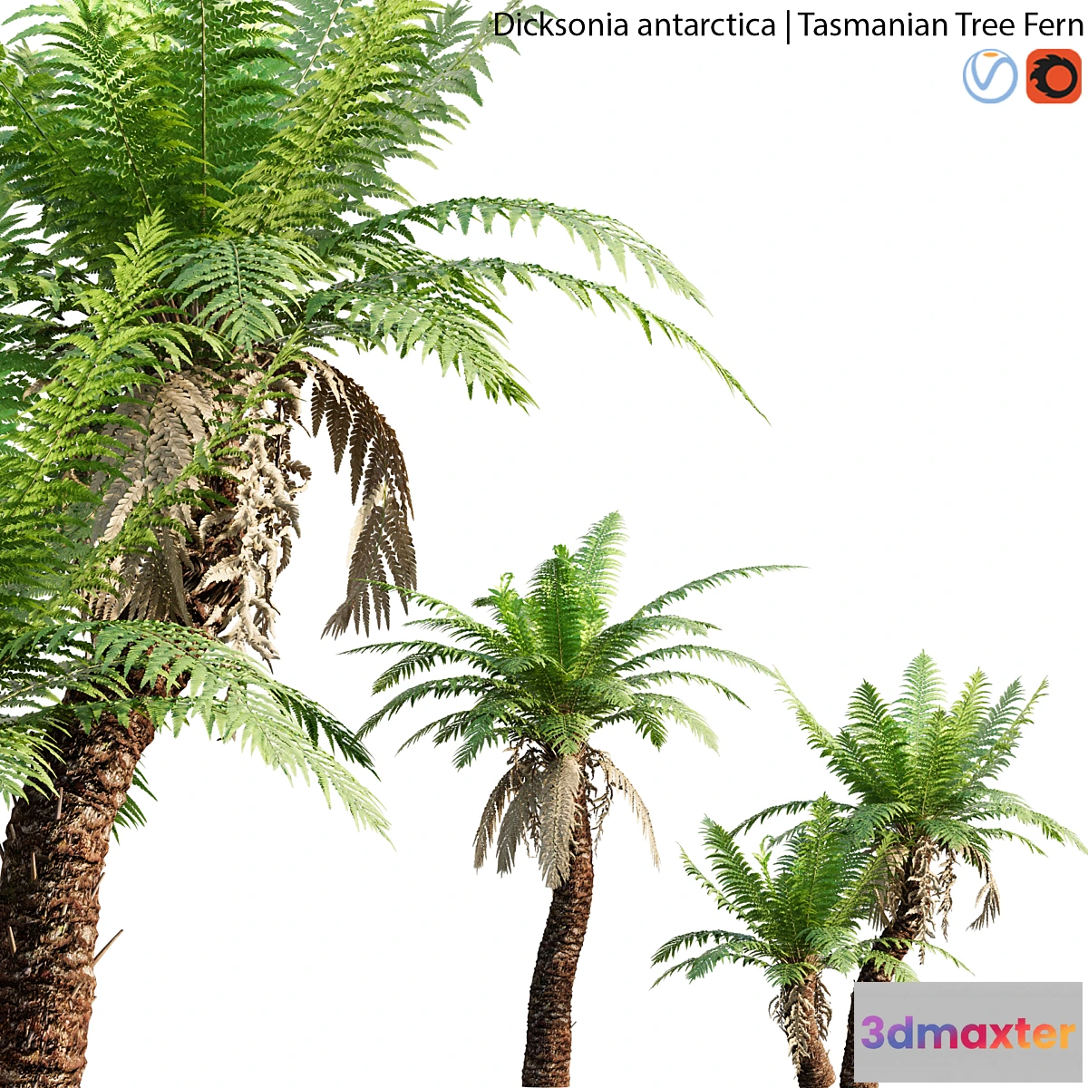 1432986 - Dicksonia antarctica - Tasmanian Tree Fern - 01 3D Max