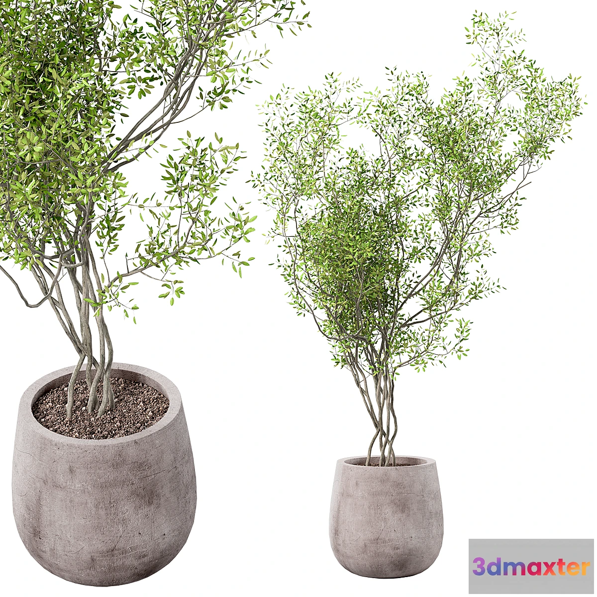 1433064 - outdoor plant 3D Max