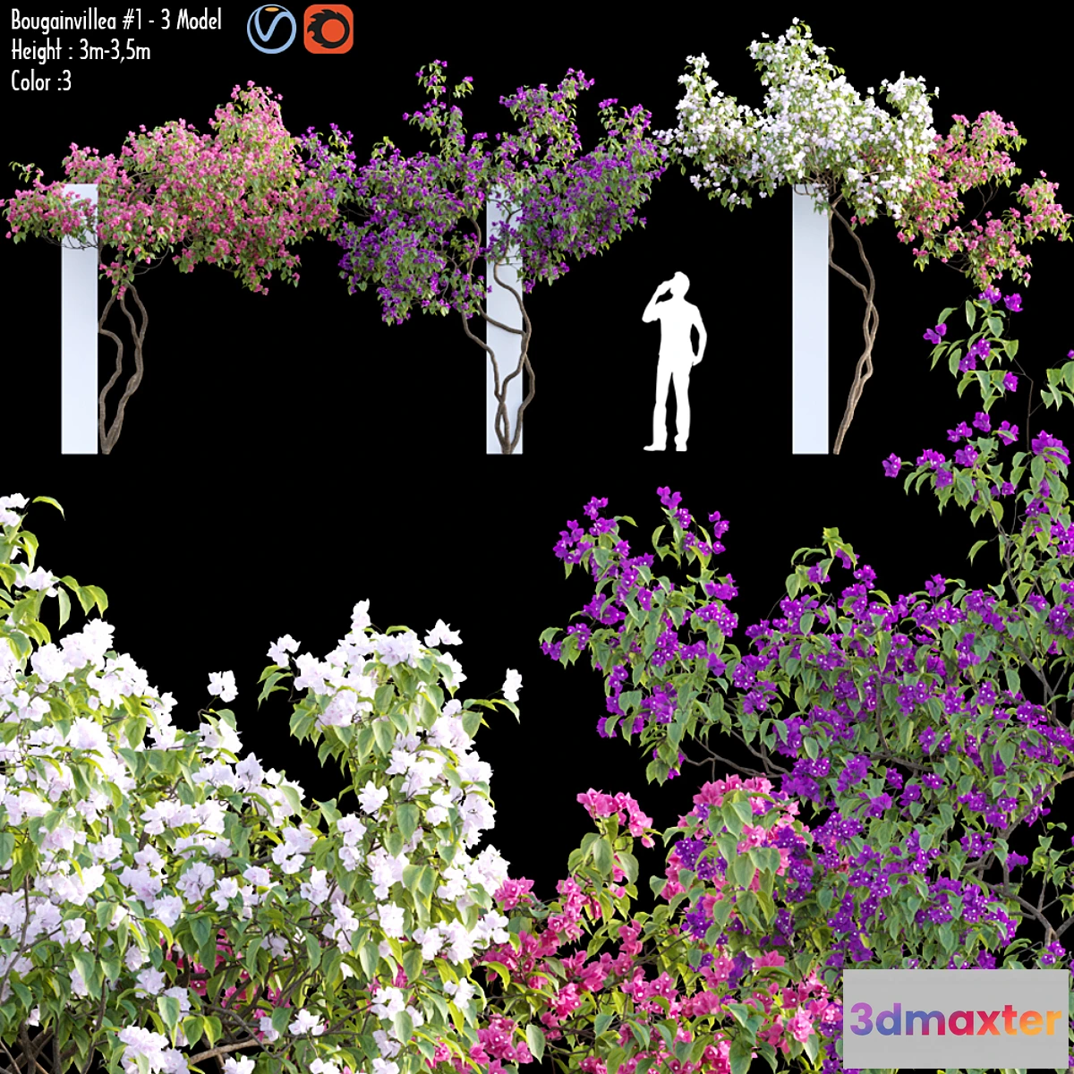 1433284 - Bougainvillea 07 3D Max