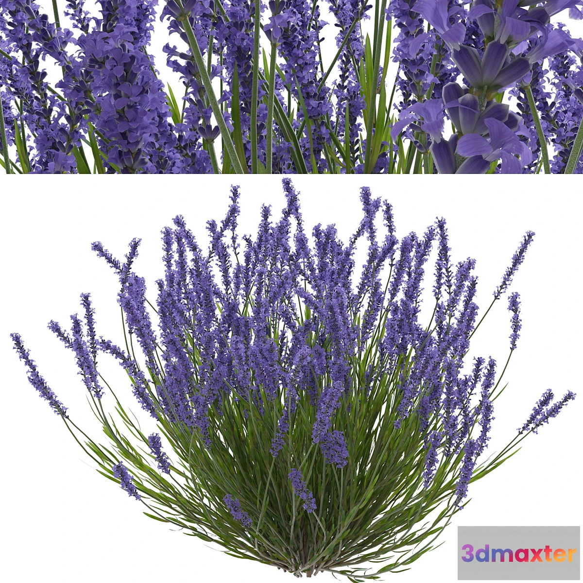 1434224 - Lavender bush 3D Max