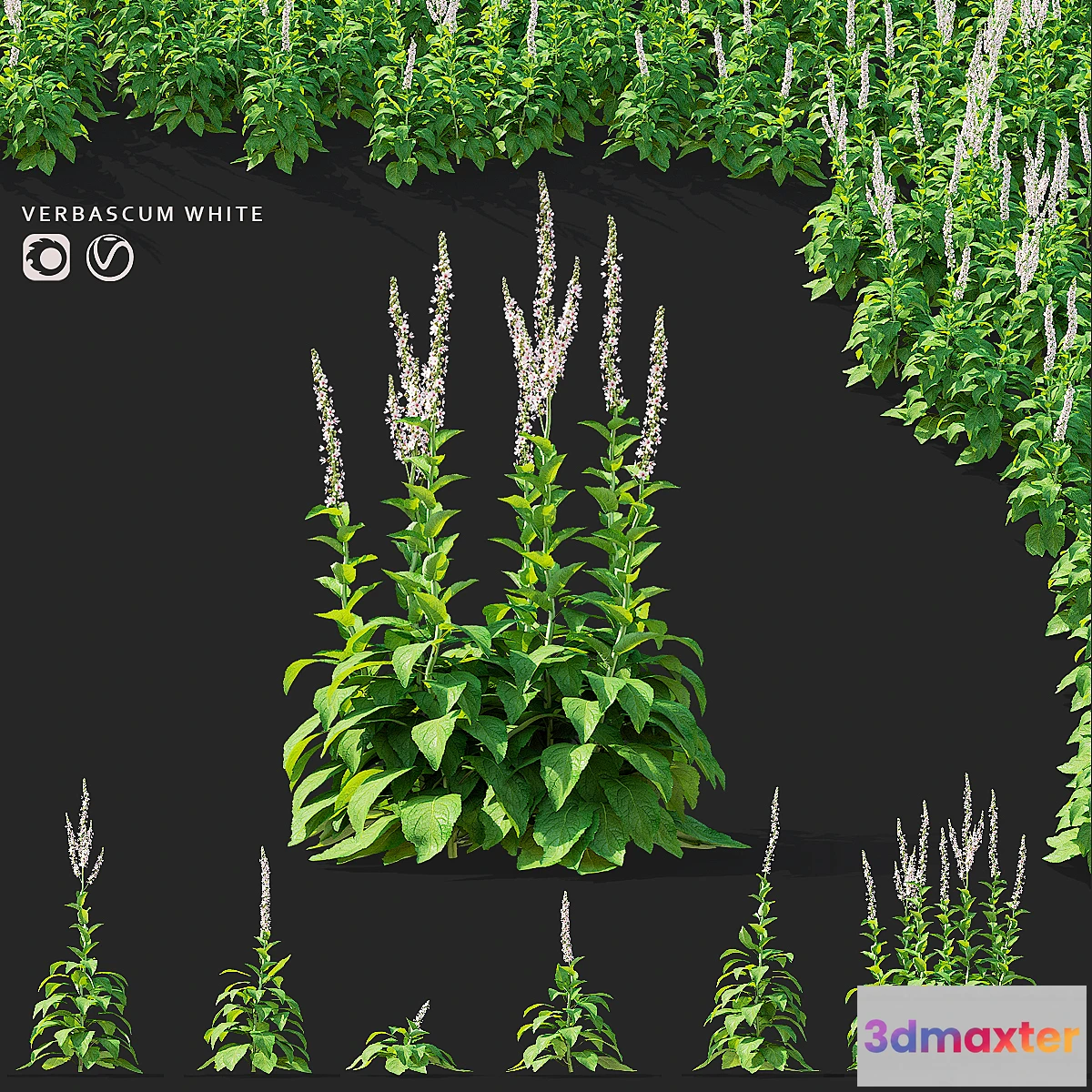 1434808 - White mullein flowers  Verbascum white 3D Max